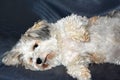Havanese resting on the couch Royalty Free Stock Photo